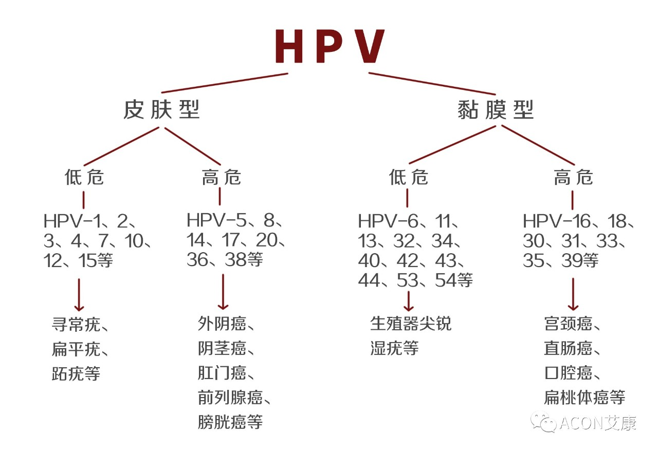 HPV疫苗有必要打嗎？二價(jià)、四價(jià)、九價(jià)要如何選擇！