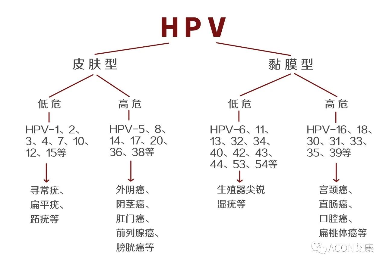 HPV轉(zhuǎn)陰其實很簡單， 女性必知的宮頸癌真相